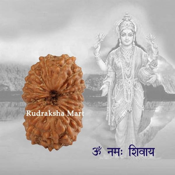 18 Mukhi Java Rudraksha in India, US, UK, Australia, Europe