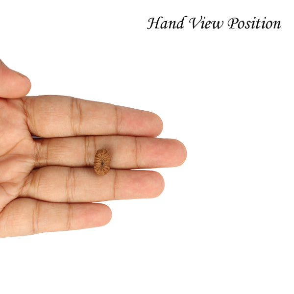 18 Mukhi Java Rudraksha in India, US, UK, Australia, Europe