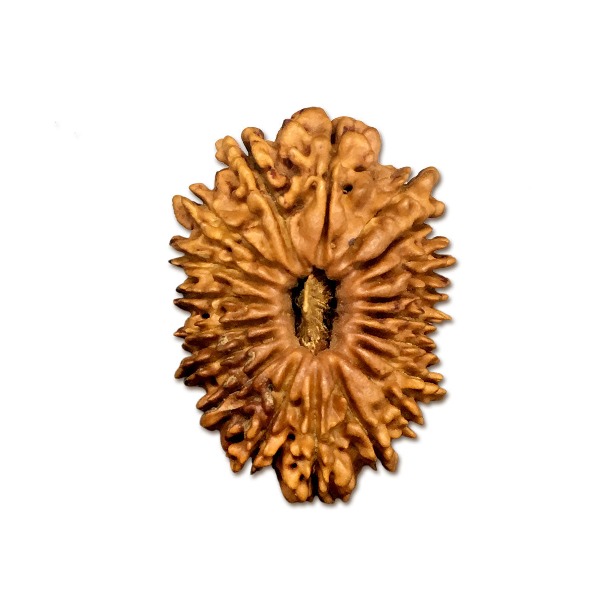 19 Mukhi Nepali Rudraksha With Lab Certified in India, US, UK, Australia, Europe