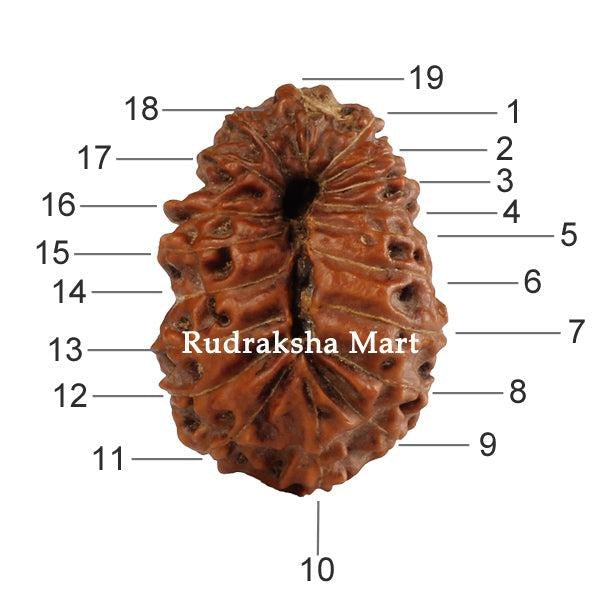 19 Mukhi Java Rudraksha in India, US, UK, Australia, Europe