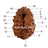 19 Mukhi Java Rudraksha in India, US, UK, Australia, Europe