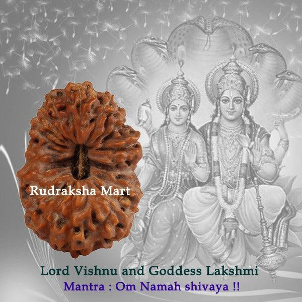 19 Mukhi Java Rudraksha in India, US, UK, Australia, Europe