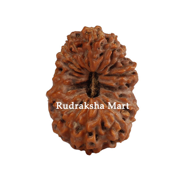 19 Mukhi Java Rudraksha in India, US, UK, Australia, Europe
