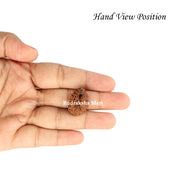 19 Mukhi Java Rudraksha in India, US, UK, Australia, Europe