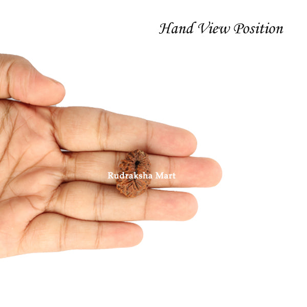 19 Mukhi Java Rudraksha in India, US, UK, Australia, Europe