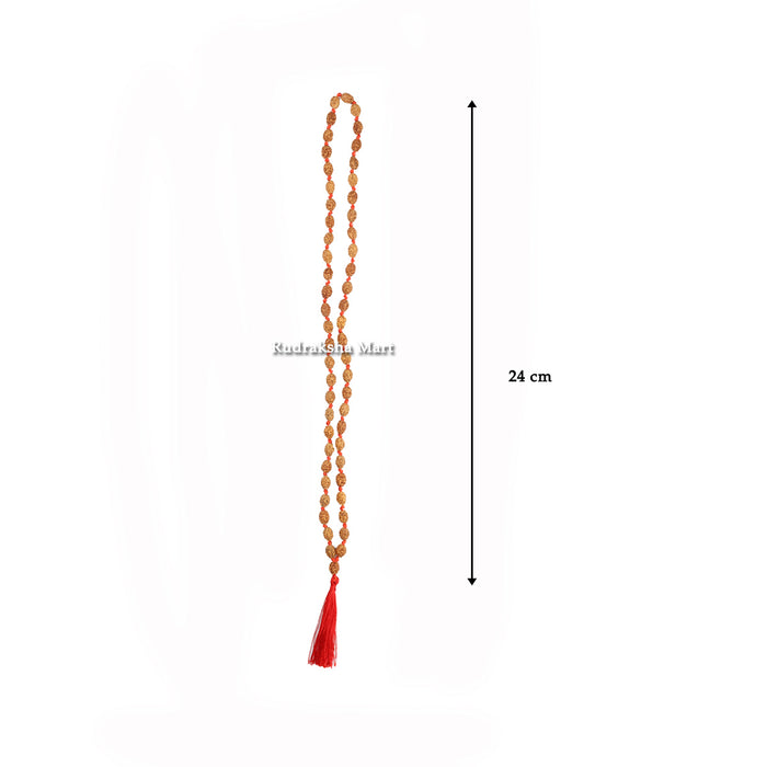 2 Mukhi Java Rudraksha Ganth Mala - 54 + 1 Beads in India, US, UK, Australia, Europe