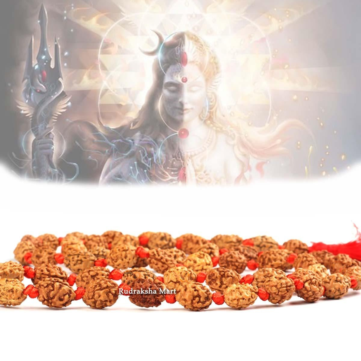 2 Mukhi Java Rudraksha Ganth Mala - 54 + 1 Beads in India, US, UK, Australia, Europe