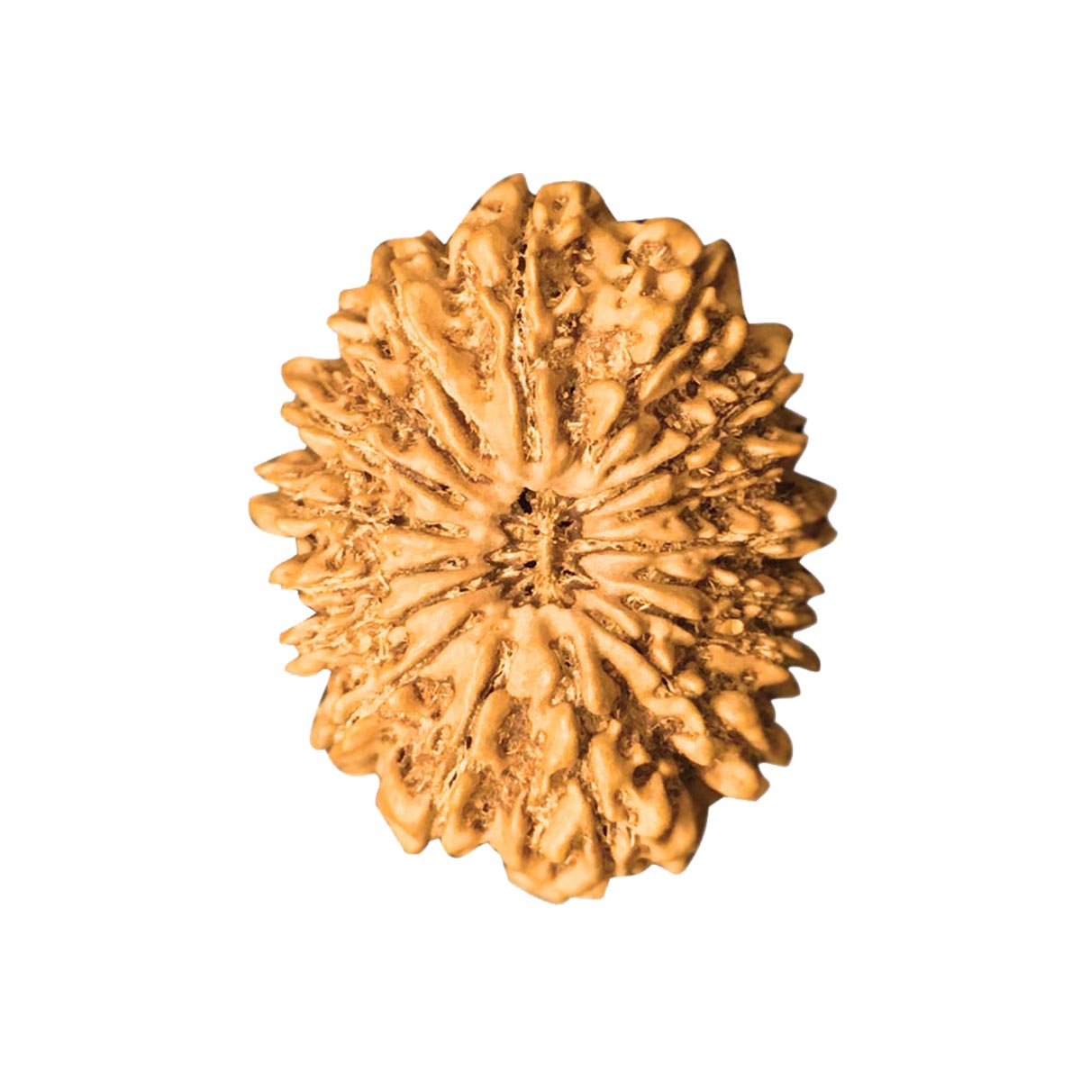 20 Mukhi Nepali Rudraksha With Lab Certified in India, US, UK, Australia, Europe