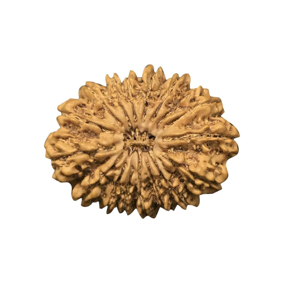 20 Mukhi Nepali Rudraksha With Lab Certified in India, US, UK, Australia, Europe