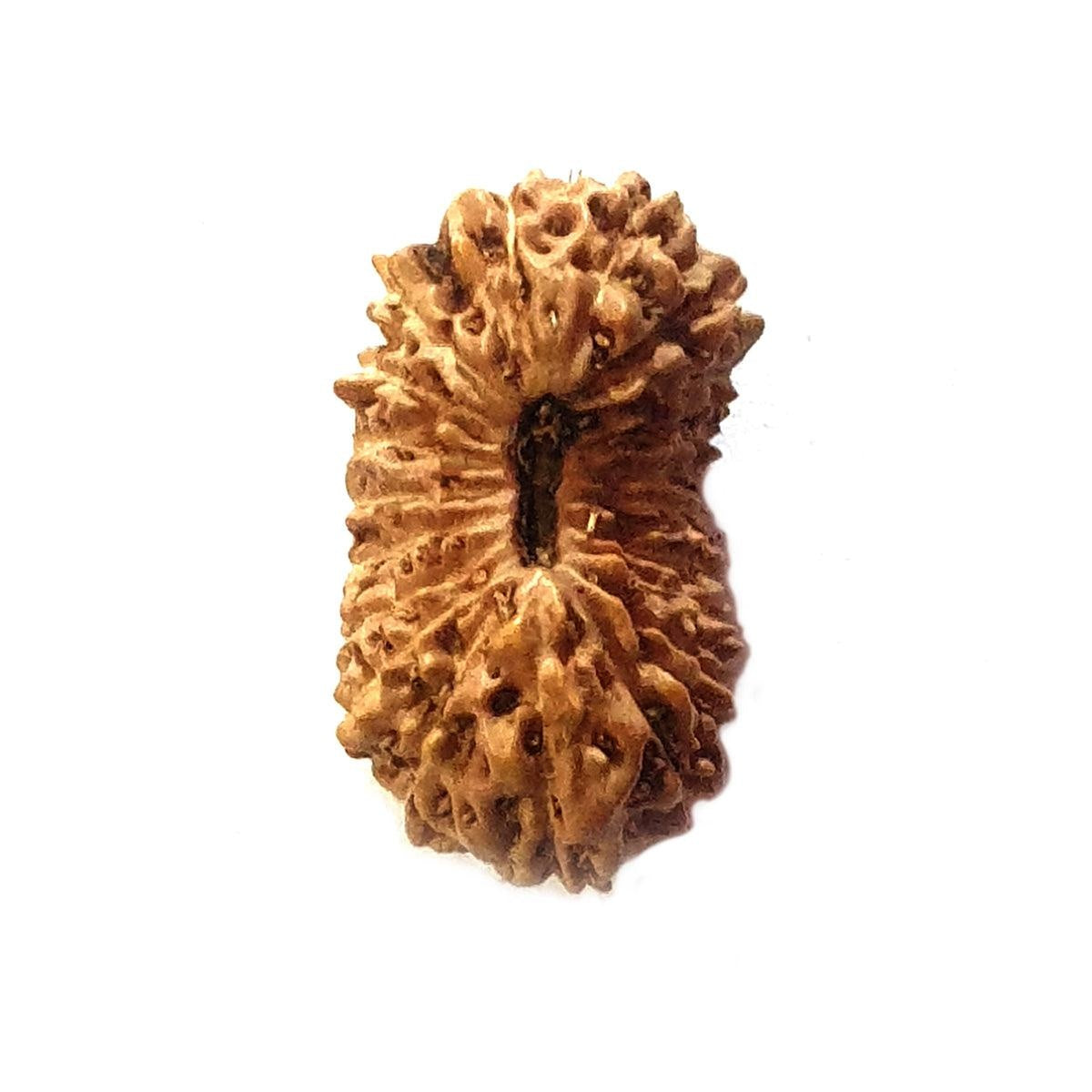 20 Mukhi Indonesia Rudraksha in India, US, UK, Australia, Europe