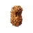 20 Mukhi Indonesia Rudraksha in India, US, UK, Australia, Europe