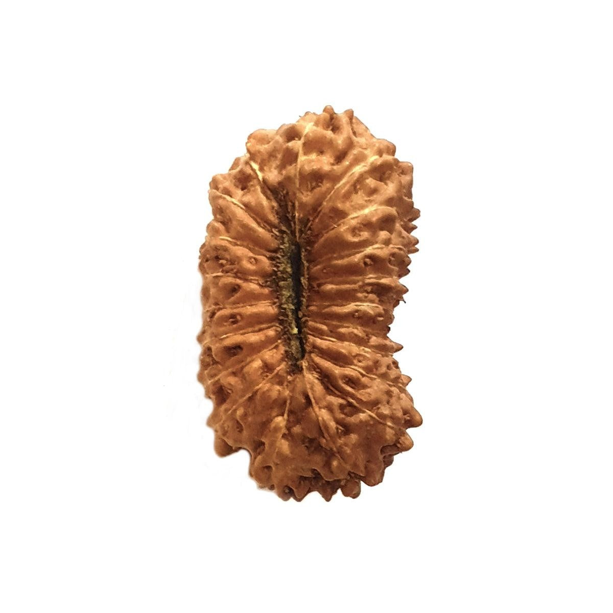 20 Mukhi Indonesia Rudraksha in India, US, UK, Australia, Europe