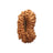 20 Mukhi Indonesia Rudraksha in India, US, UK, Australia, Europe