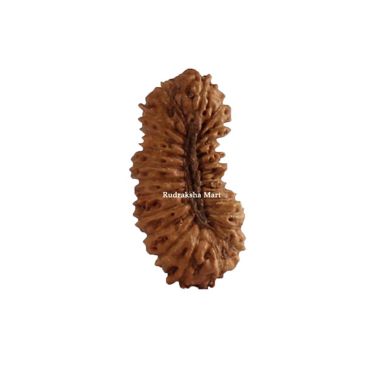 24 Mukhi Java Rudraksha Bead in India, US, UK, Australia, Europe