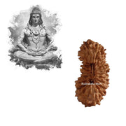 24 Mukhi Java Rudraksha Bead in India, US, UK, Australia, Europe
