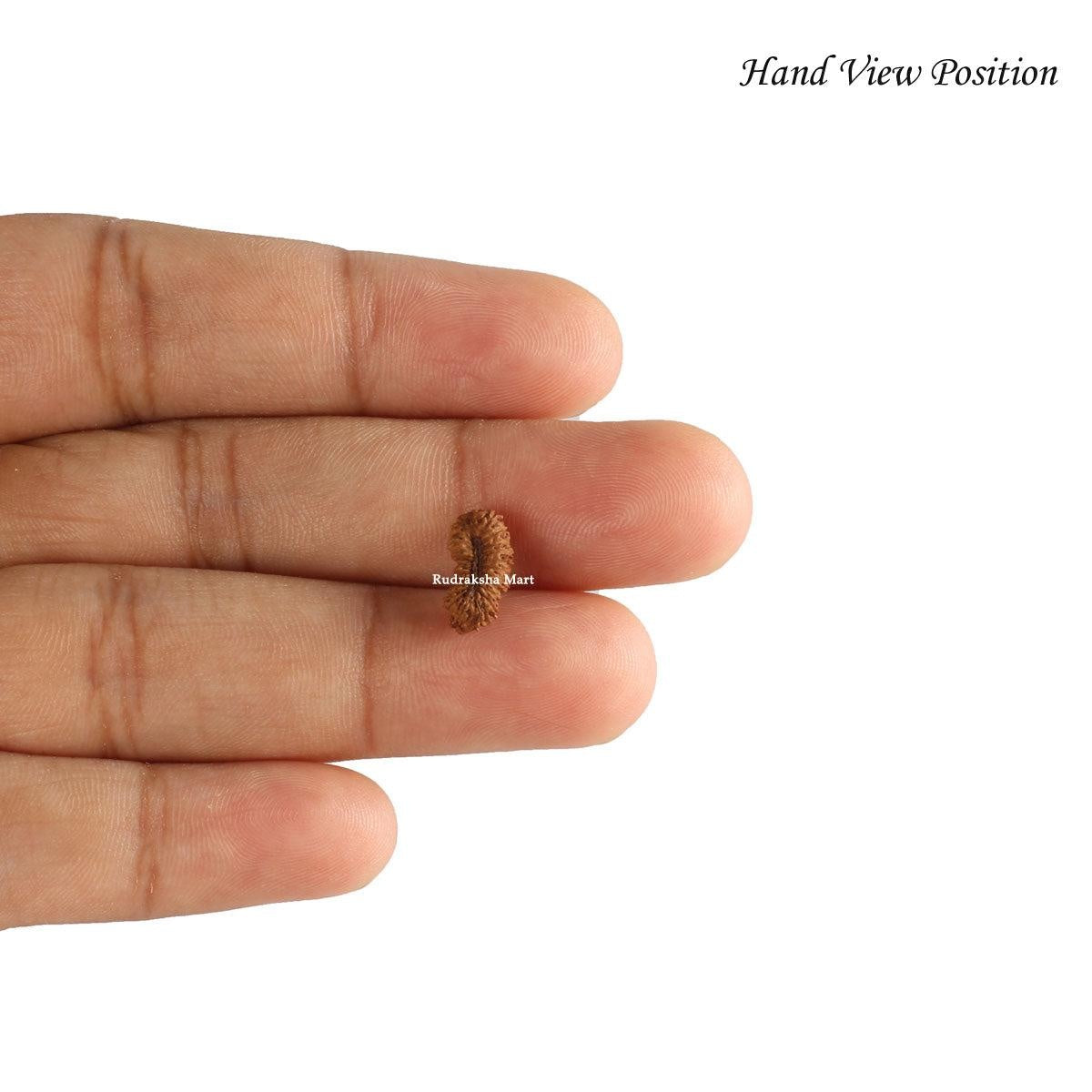 24 Mukhi Java Rudraksha Bead in India, US, UK, Australia, Europe