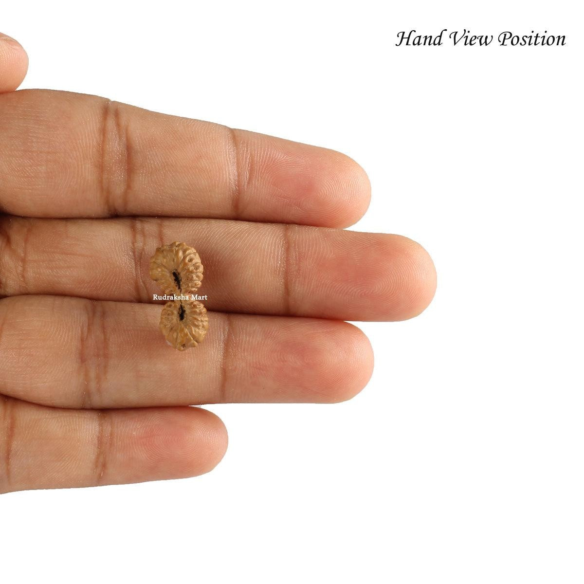 26 Mukhi Gauri Shankar Java Rudraksha in India, US, UK, Australia, Europe