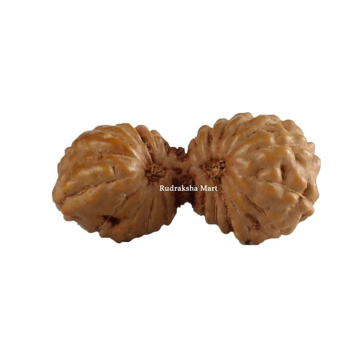 26 Mukhi Gauri Shankar Java Rudraksha in India, US, UK, Australia, Europe