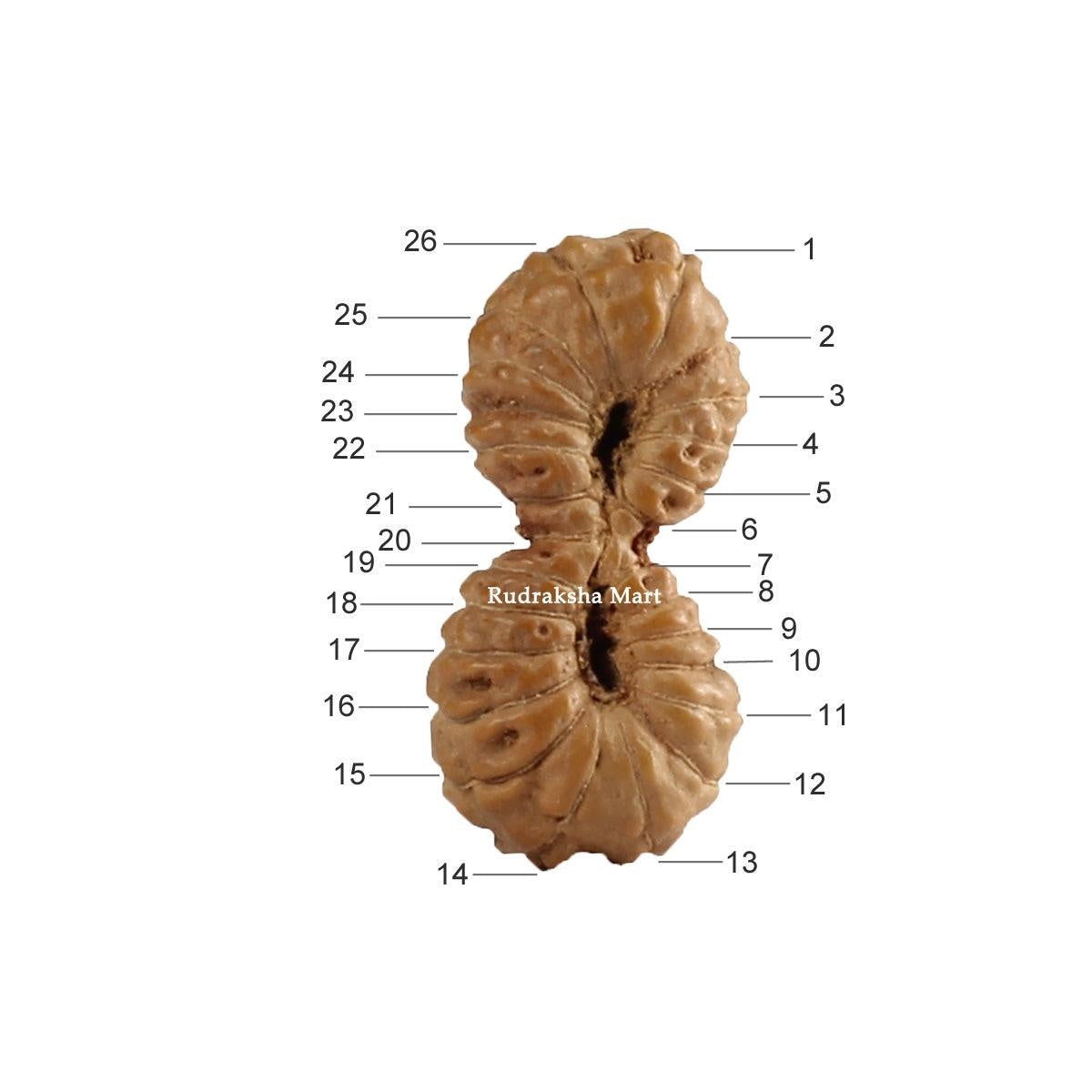 26 Mukhi Gauri Shankar Java Rudraksha in India, US, UK, Australia, Europe