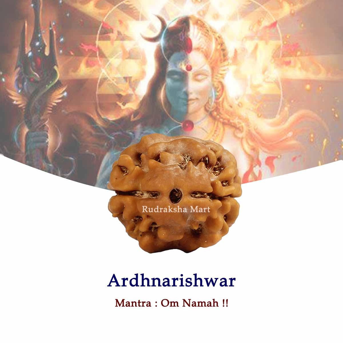 2 Mukhi Nepali Rudraksha with Lab Certified in India, US, UK, Australia, Europe