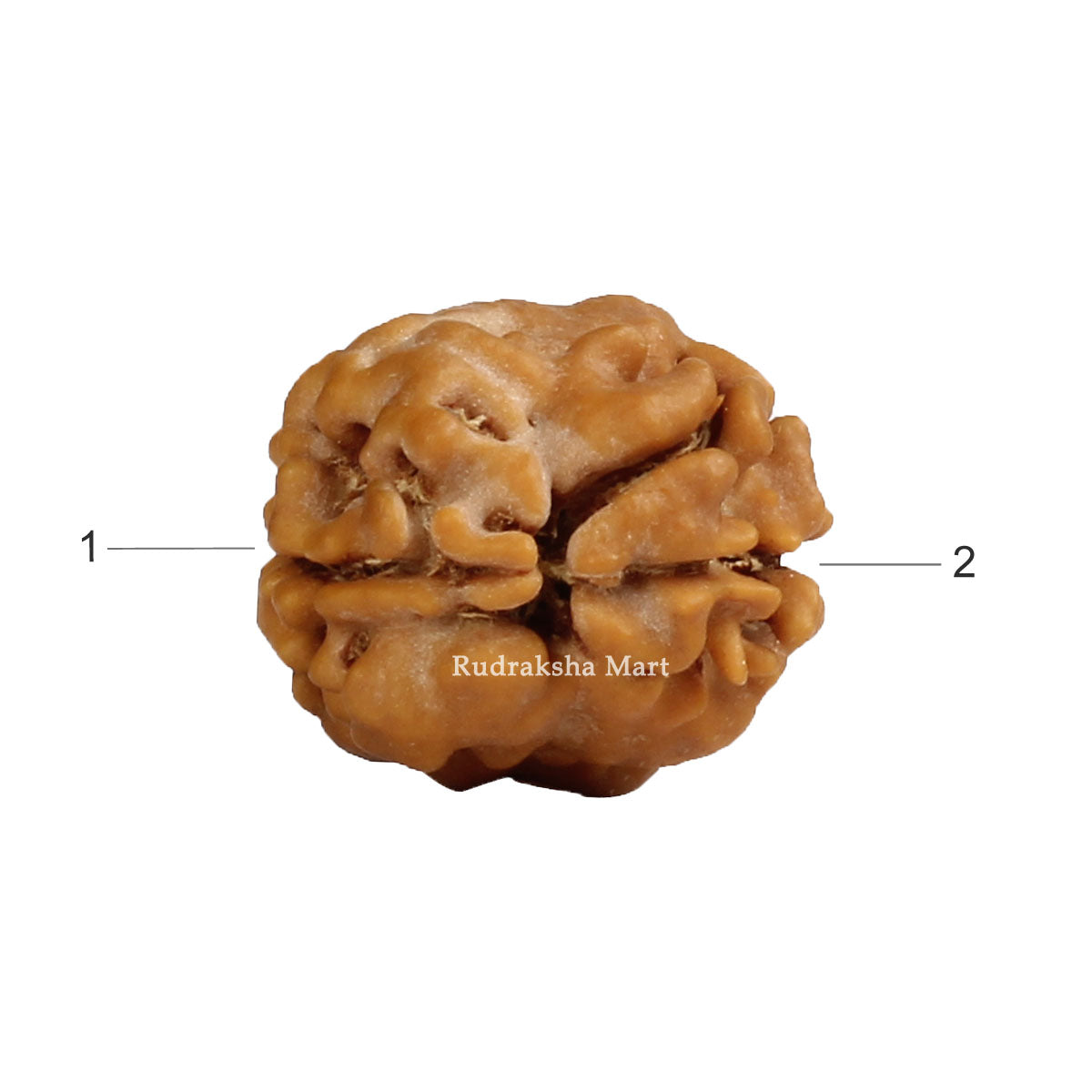 2 Mukhi Nepali Rudraksha with Lab Certified in India, US, UK, Australia, Europe