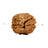 2 Mukhi Nepali Rudraksha with Lab Certified in India, US, UK, Australia, Europe