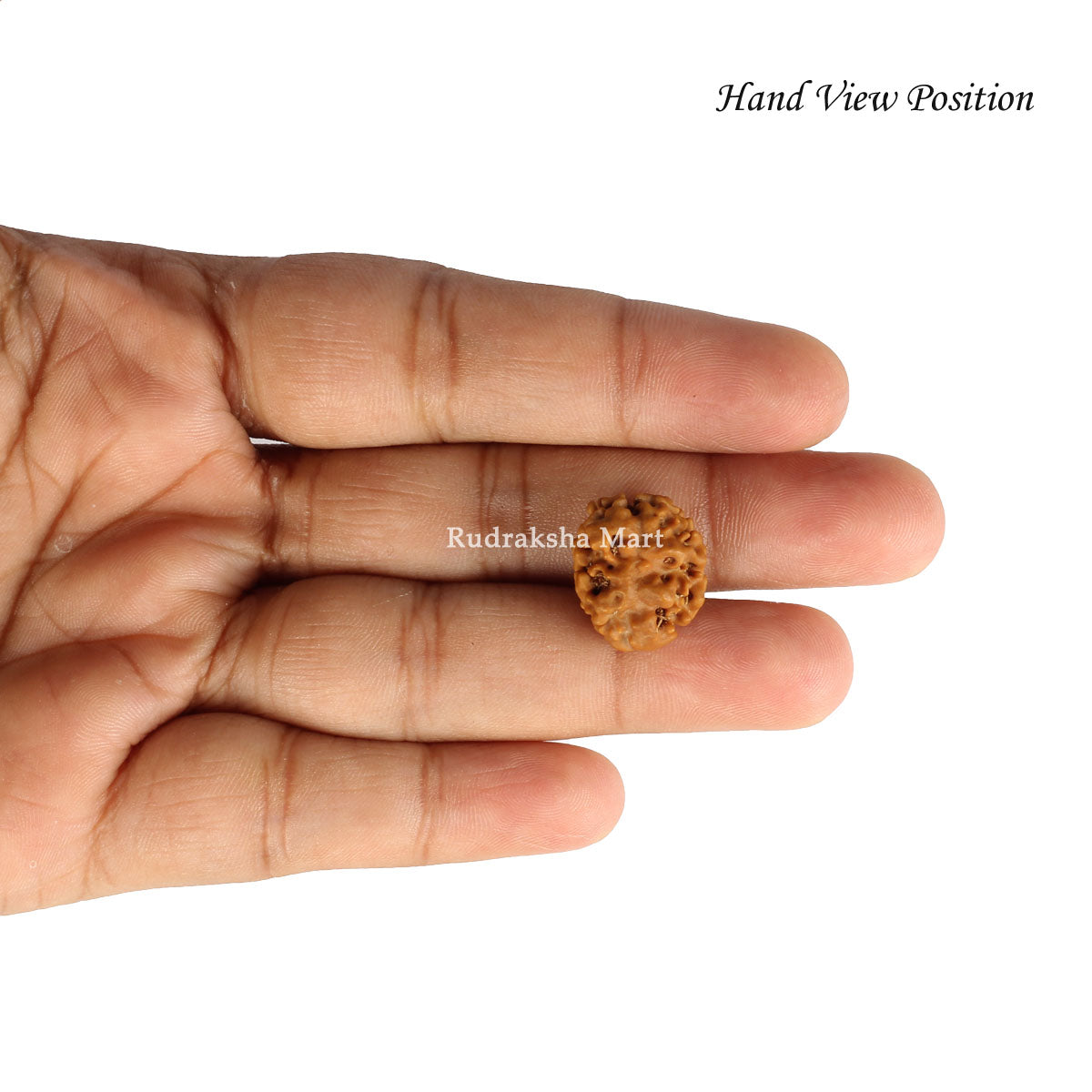 2 Mukhi Nepali Rudraksha with Lab Certified in India, US, UK, Australia, Europe