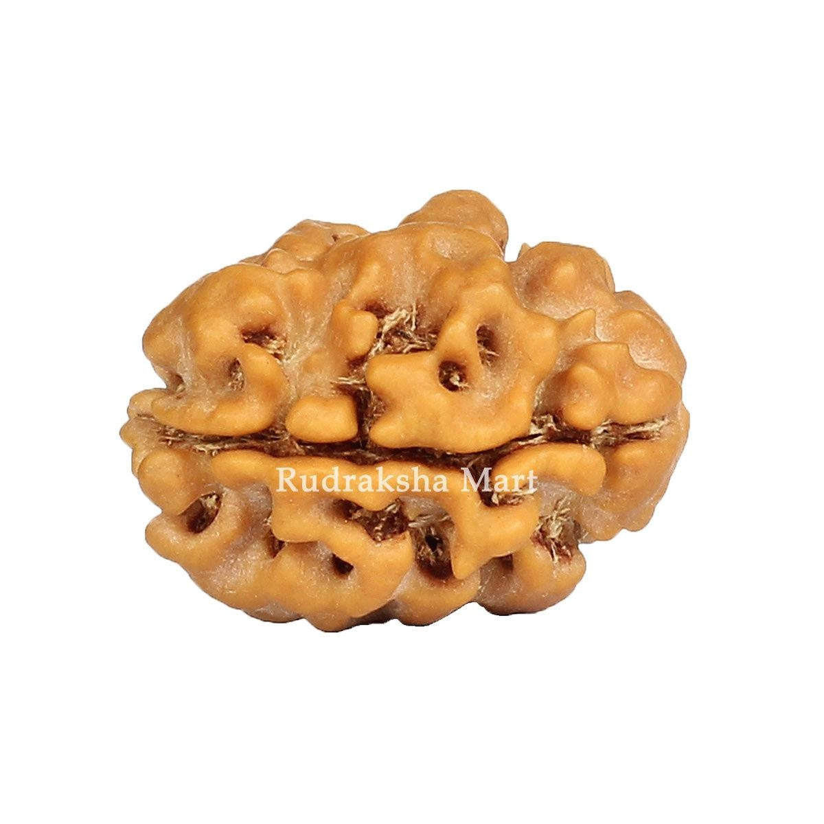 2 Mukhi Nepali Rudraksha with Lab Certified in India, US, UK, Australia, Europe