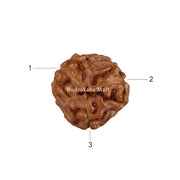 3 Mukhi Java Rudraksha in India, US, UK, Australia, Europe