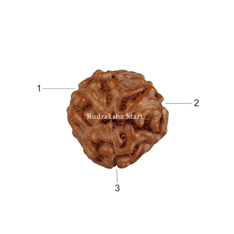 3 Mukhi Java Rudraksha in India, US, UK, Australia, Europe