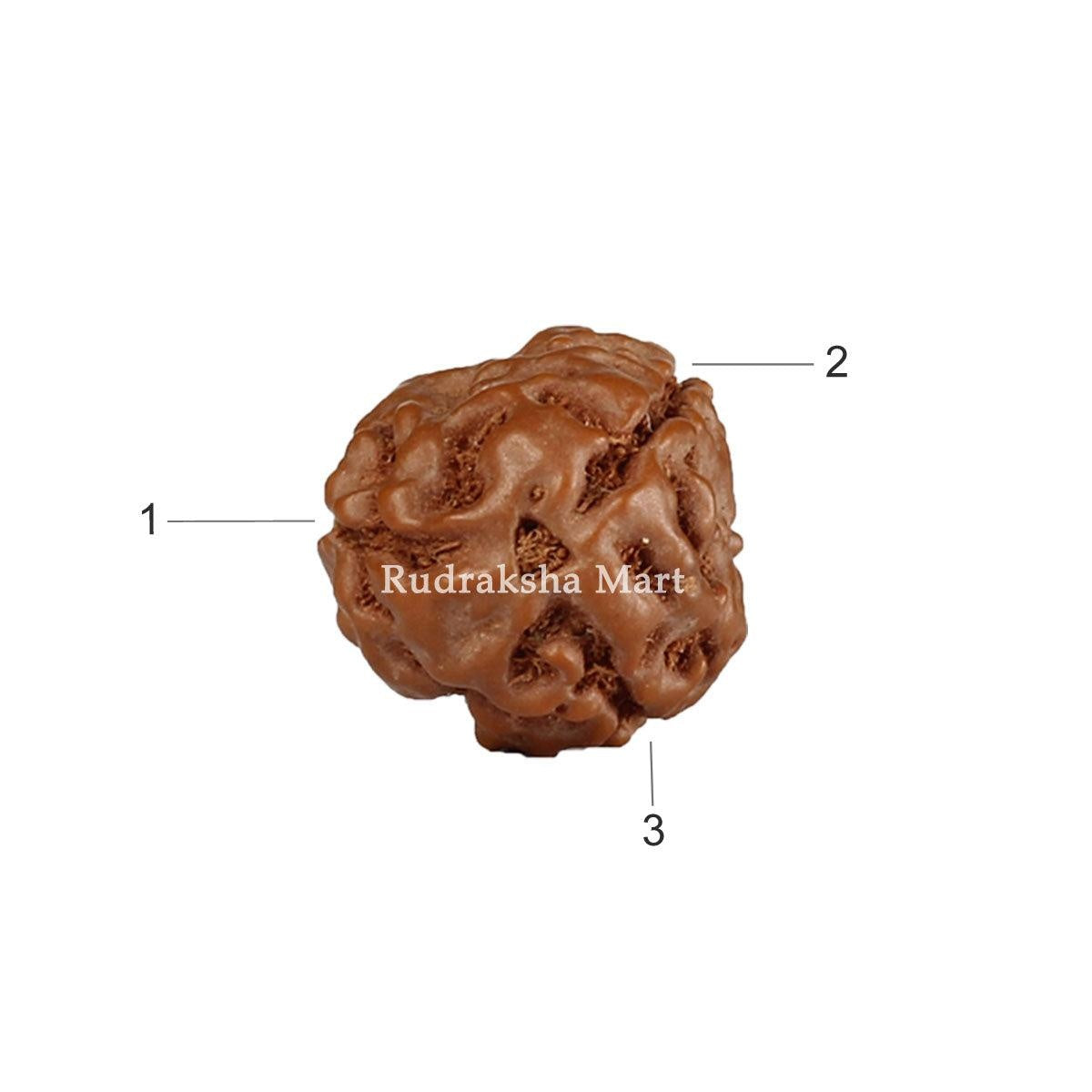 3 Mukhi Java Rudraksha in India, US, UK, Australia, Europe