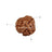 3 Mukhi Java Rudraksha in India, US, UK, Australia, Europe