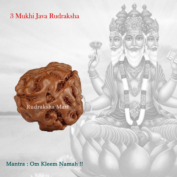 3 Mukhi Java Rudraksha in India, US, UK, Australia, Europe