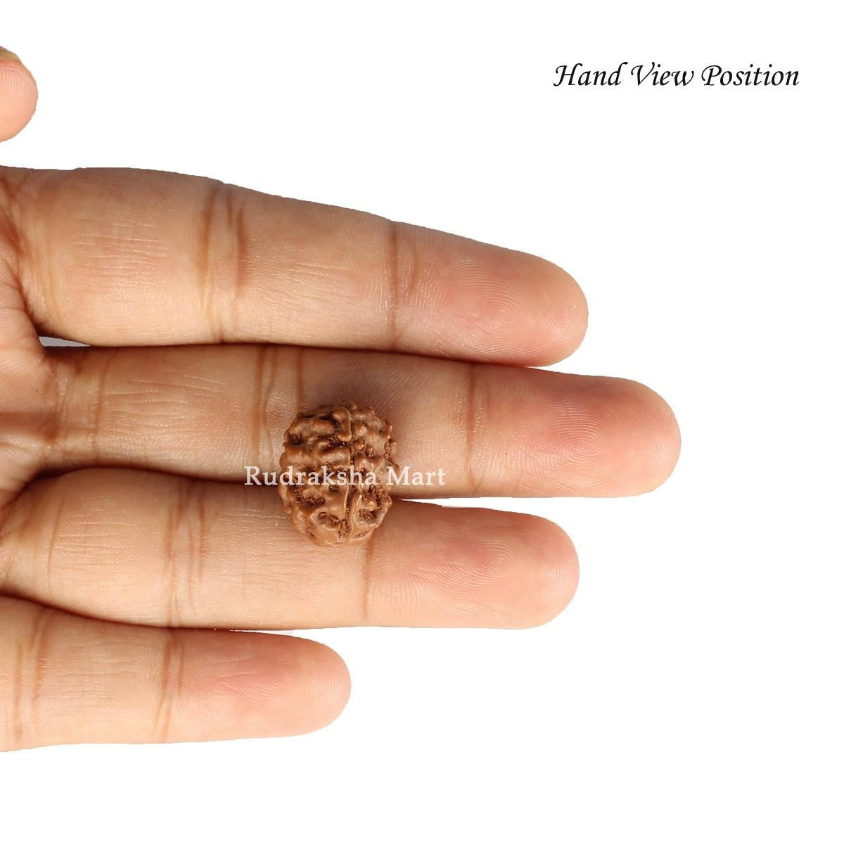 3 Mukhi Java Rudraksha in India, US, UK, Australia, Europe