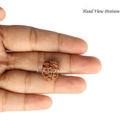 3 Mukhi Java Rudraksha in India, US, UK, Australia, Europe