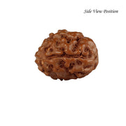 3 Mukhi Java Rudraksha in India, US, UK, Australia, Europe