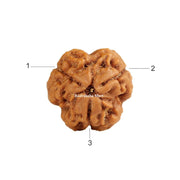 3 Mukhi Nepali Rudraksha-RM-N3 in India, US, UK, Australia, Europe