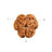 3 Mukhi Nepali Rudraksha in India, US, UK, Australia, Europe
