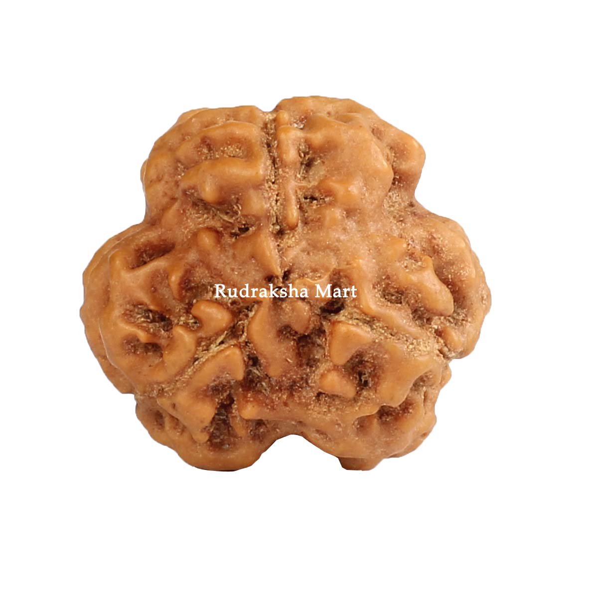3 Mukhi Nepali Rudraksha in India, US, UK, Australia, Europe