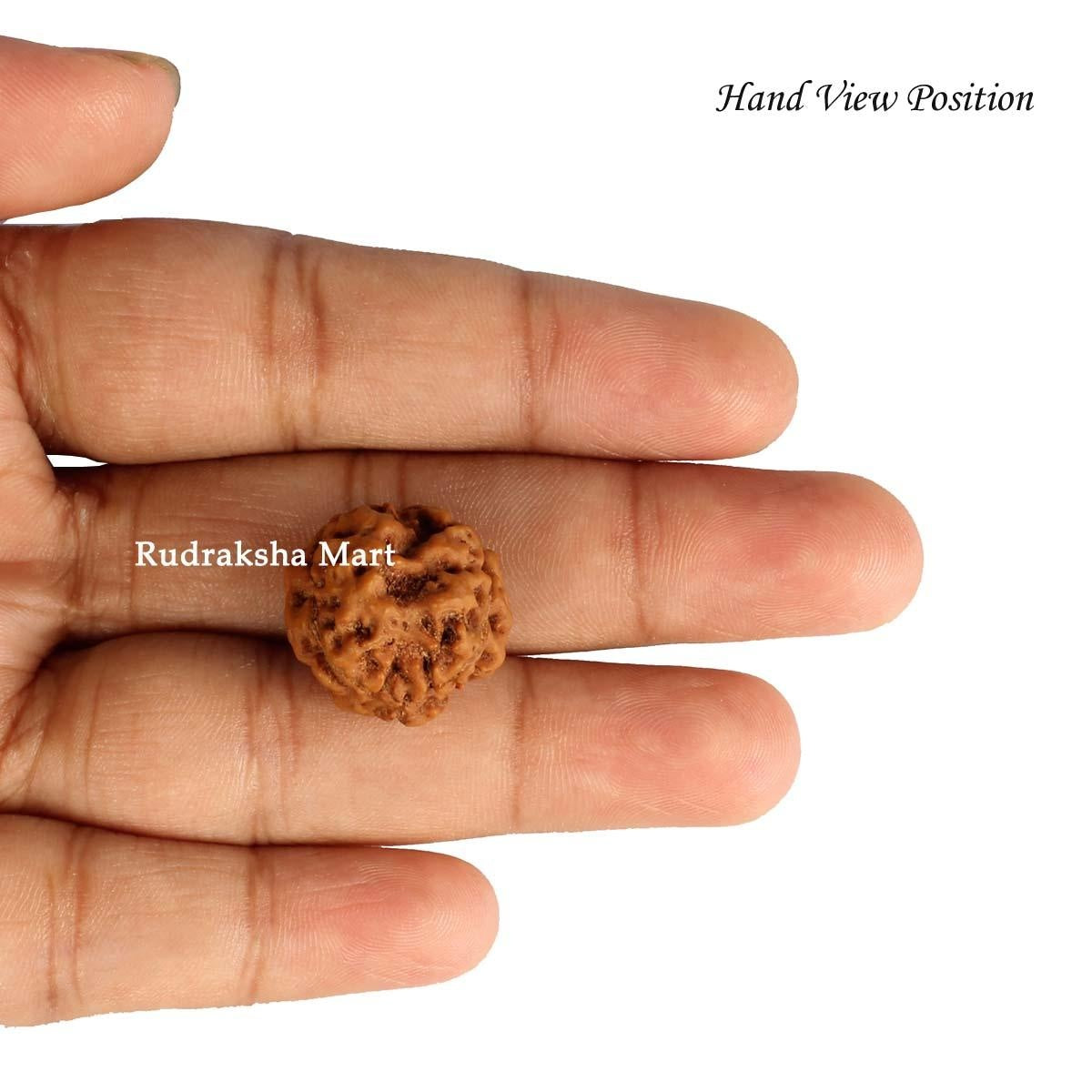 3 Mukhi Nepali Rudraksha in India, US, UK, Australia, Europe