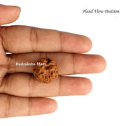 3 Mukhi Nepali Rudraksha-RM-N3 in India, US, UK, Australia, Europe