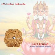 4 Mukhi Java Rudraksha in India, US, UK, Australia, Europe