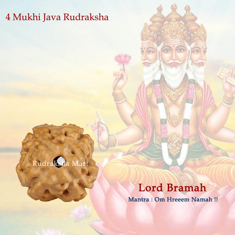 4 Mukhi Java Rudraksha in India, US, UK, Australia, Europe