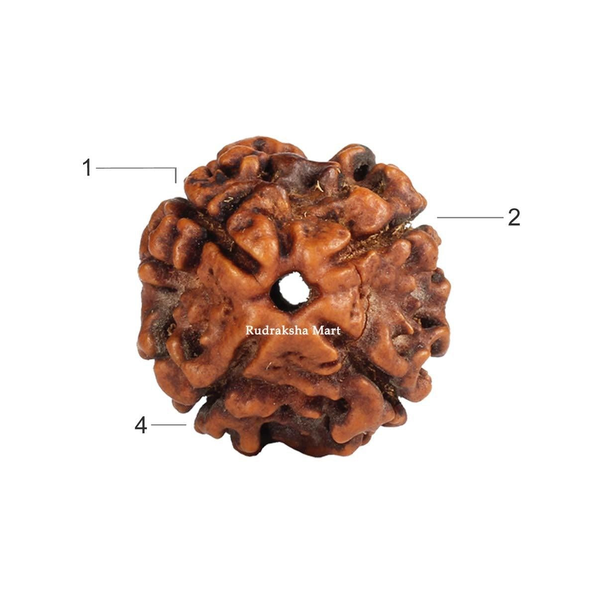 4 Mukhi Nepali Rudraksha in India, US, UK, Australia, Europe