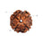 4 Mukhi Nepali Rudraksha in India, US, UK, Australia, Europe