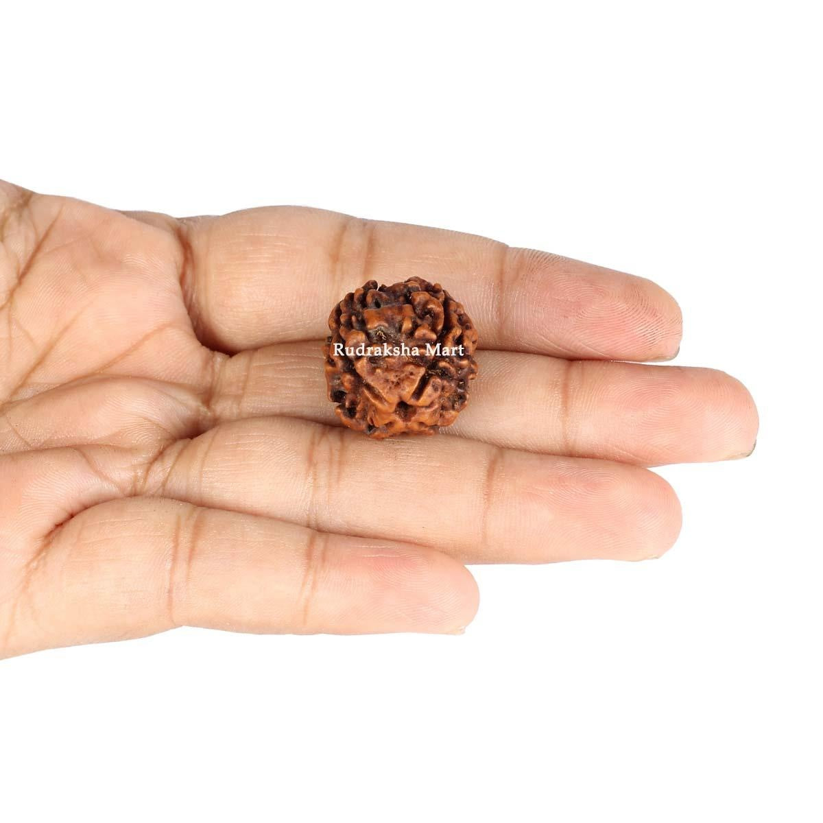 4 Mukhi Nepali Rudraksha in India, US, UK, Australia, Europe