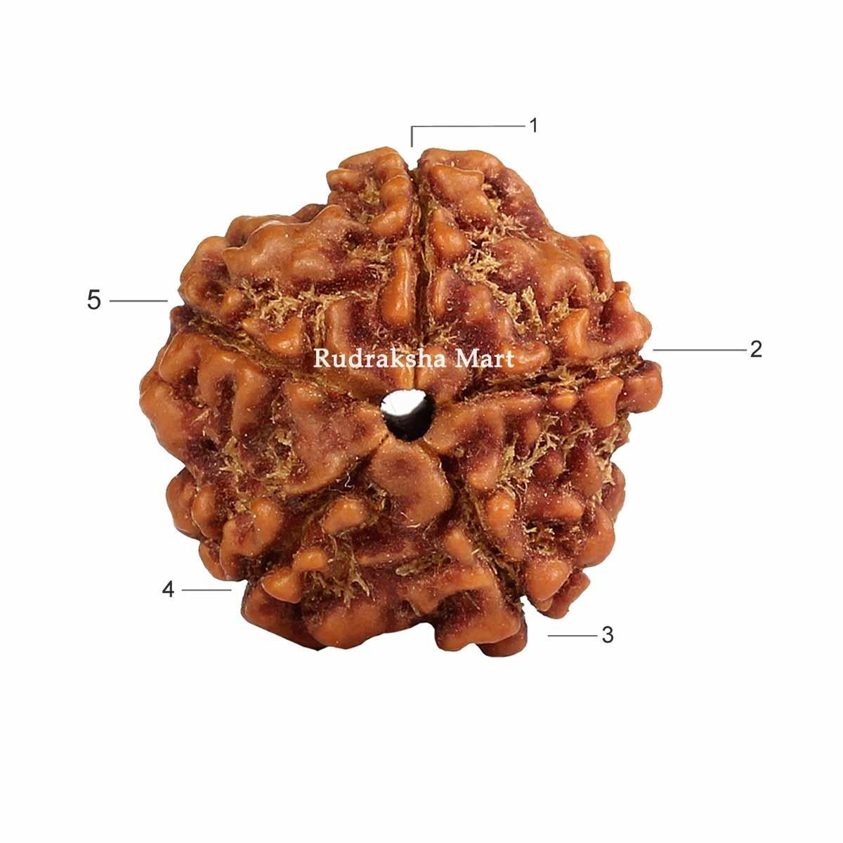 5 Mukhi Nepali Rudraksha in India, US, UK, Australia, Europe