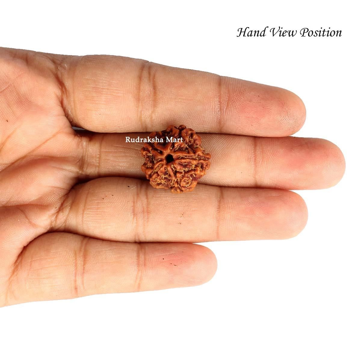5 Mukhi Nepali Rudraksha in India, US, UK, Australia, Europe