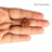 5 Mukhi Nepali Rudraksha in India, US, UK, Australia, Europe
