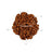 5 Mukhi Java Rudraksha in India, US, UK, Australia, Europe